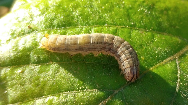 armyworm on a leaf