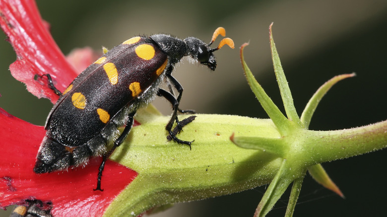 blister beetle on a flower