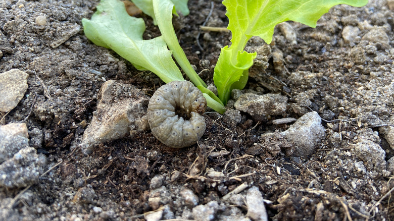 cutworm in dirt