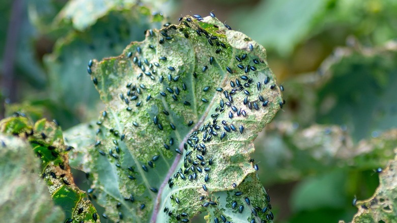 flea beetles on a leaf