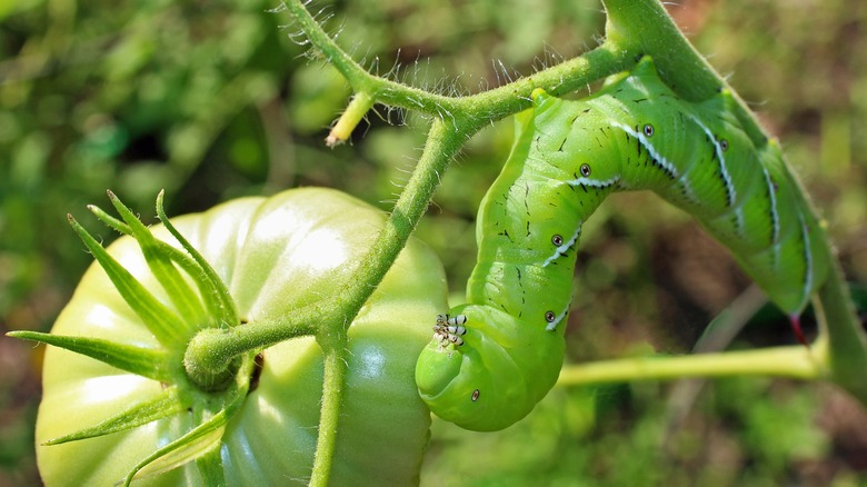 hornworm eating a tomato