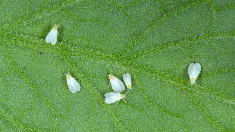 silverleaf whiteflies on a leaf