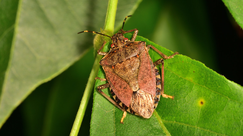 stink bug on a leaf