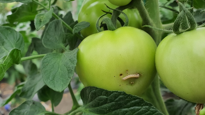 tomato fruit worm eating tomato