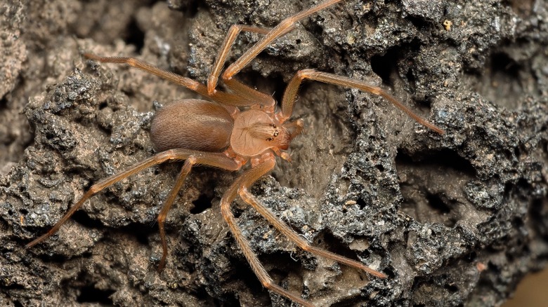 Brown recluse spider on rock