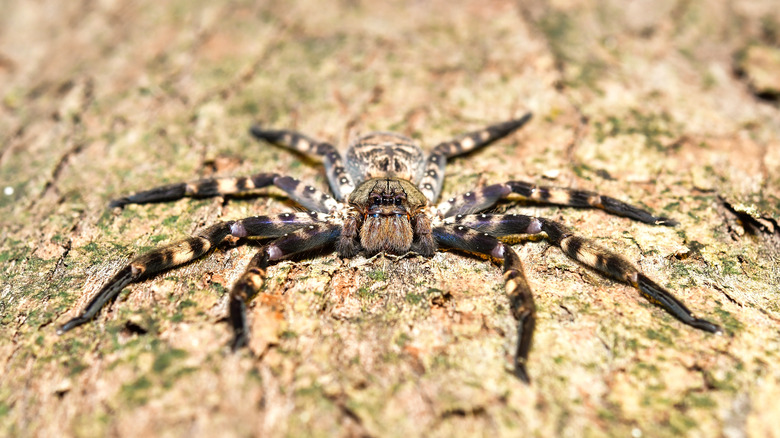 Dark fishing spider on tree trunk