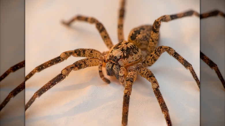 False wolf spider on table