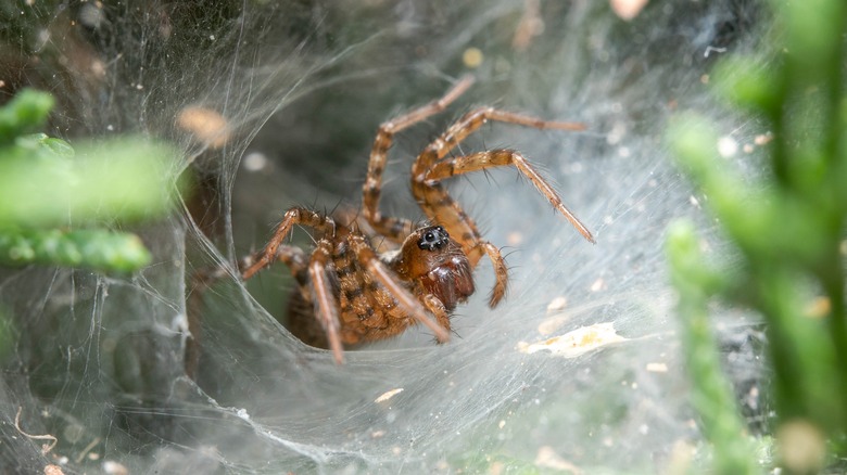 Funnel weaver spider in weaved web