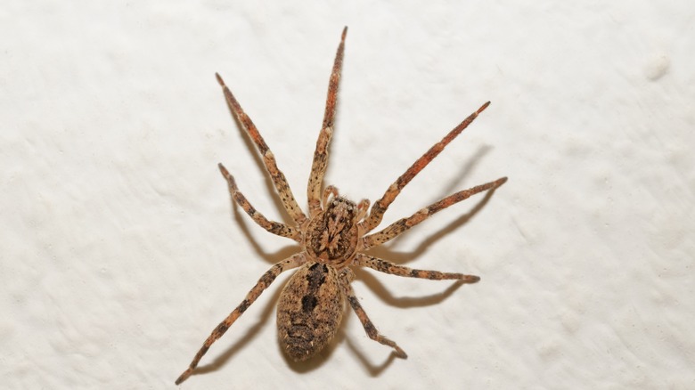 Hobo spider on a wall