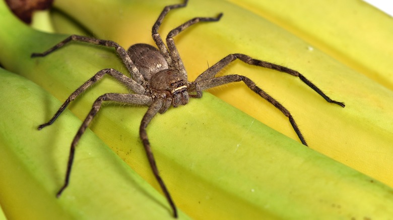 Huntsman spider on leaf