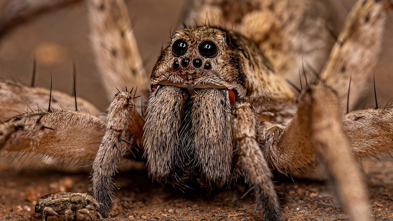 Adult wolf spider