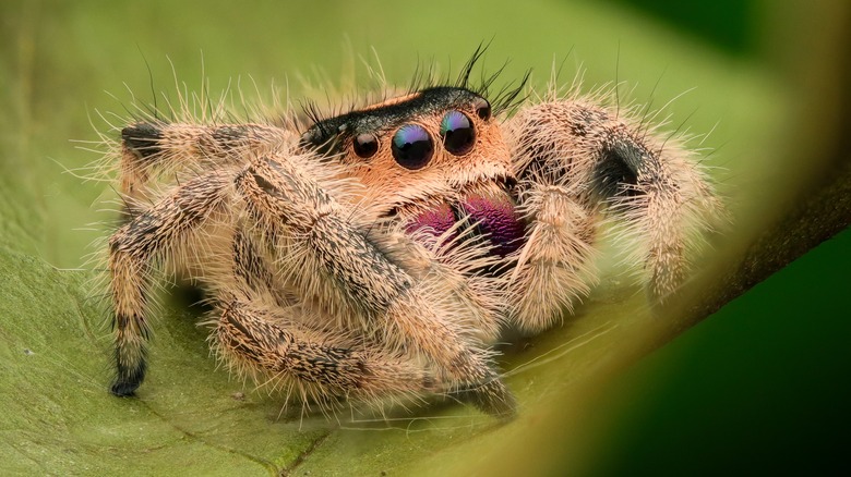 Jumping spider on leaf