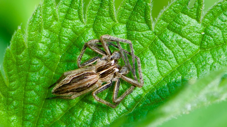 Nursery web spider on leaf