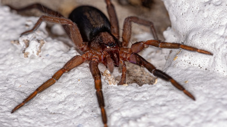 Prowling spider in cave