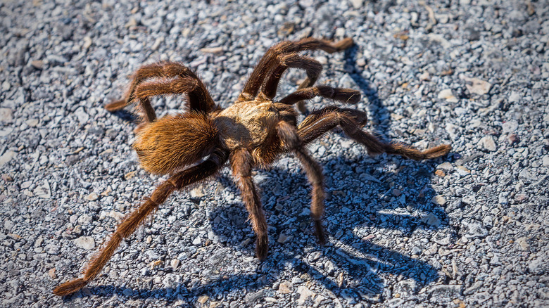 Tarantula on road