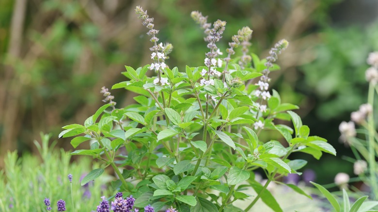 Basil flowering in a herb garden