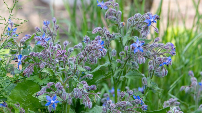 Flowering borage in the garden