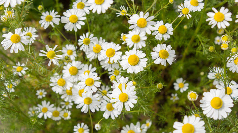 Pretty chamomile flowers in the garden