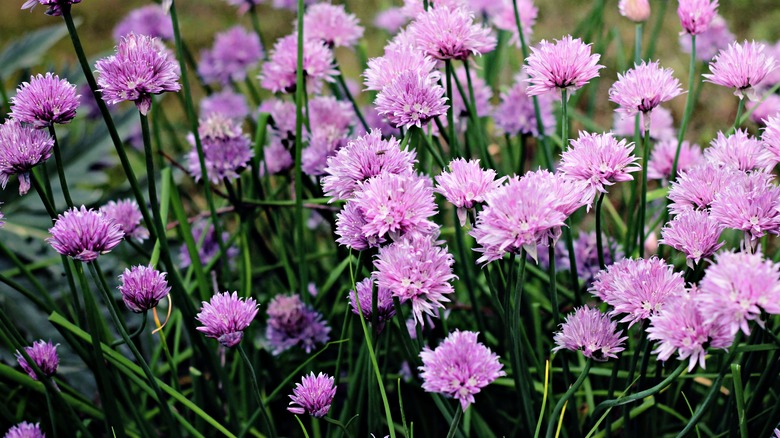 Flowering chives in the garden