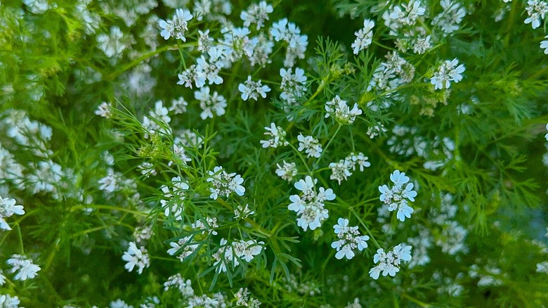 Flowering cilantro in the garden