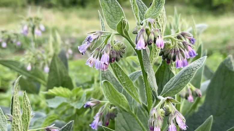 Closeup of a flowering comfrey plant in the garden