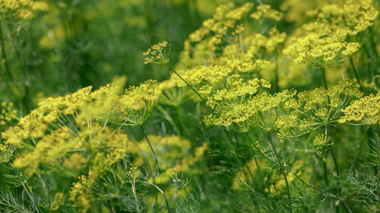 Flowering dill in the garden