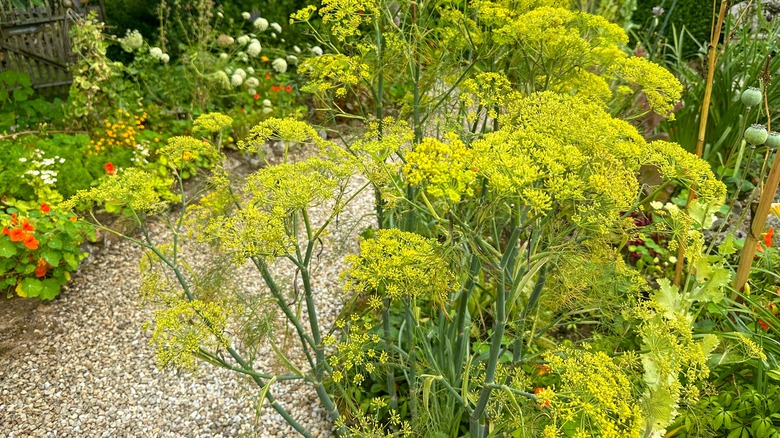 Large flowering fennel plant in the foreground with other plants in the background