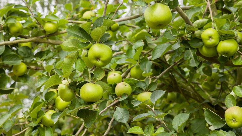 Close up of a healthy apple tree loaded with crisp green apples