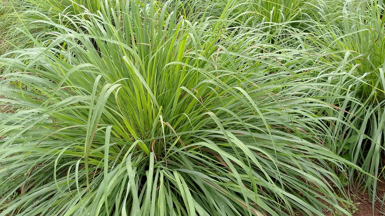 Lemongrass plants showing their clumping habit and lovely grass-like foliage