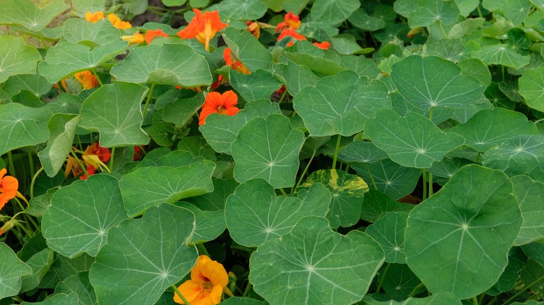 Nasturtiums growing densely in the garden with pretty yellow and orange flowers