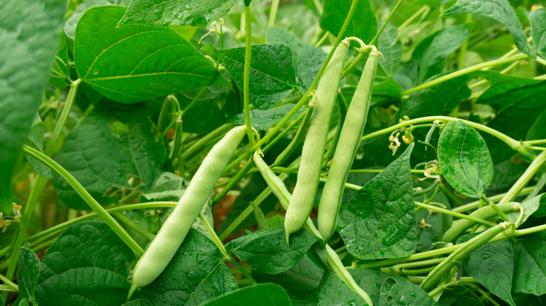 Beans in bean farm