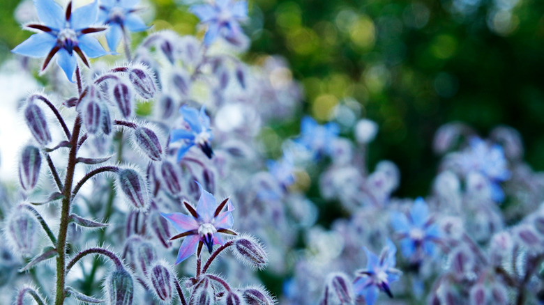 Beautiful close-up of a borage flower