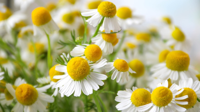 Chamomile flower field