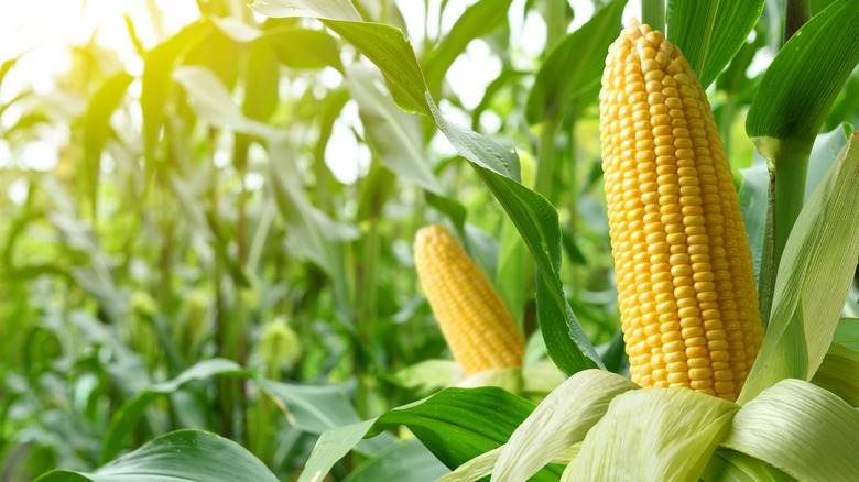 Close-up corn cobs