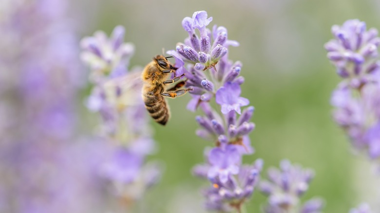 Bee pollinates lavender flowers