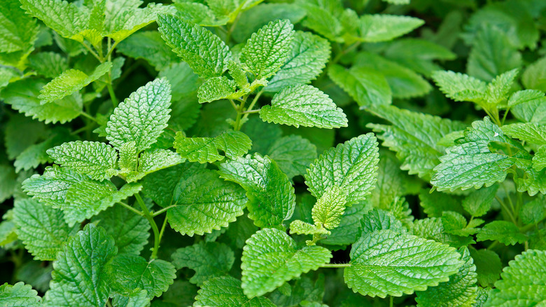 Closeup Melissa officinalis