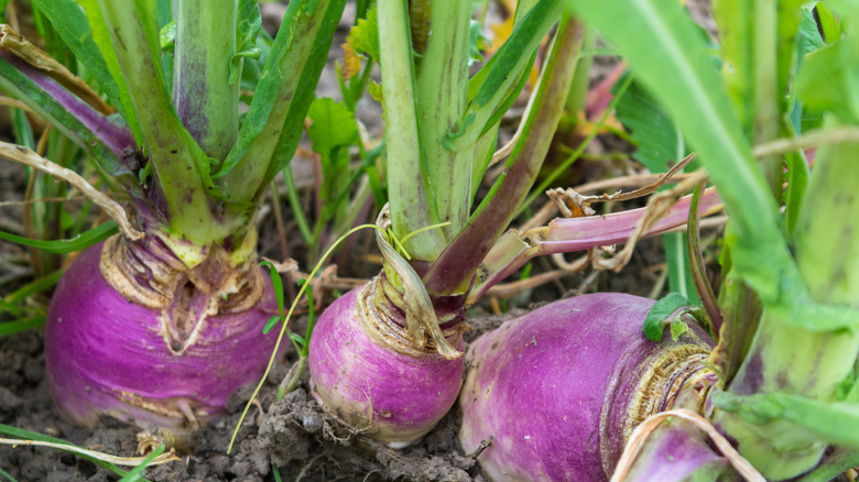 Farm radish in the soil