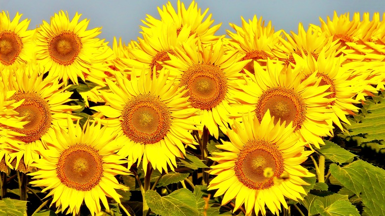 Closeup Sunflowers