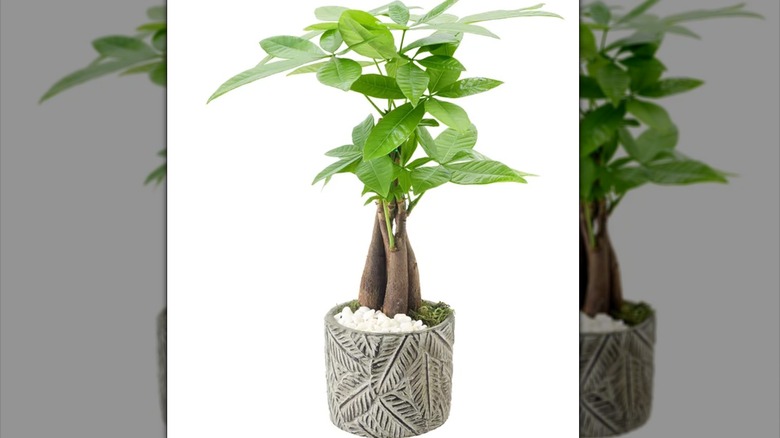 A bonsai plant in a cream-colored pot with a palm leaf decoration.