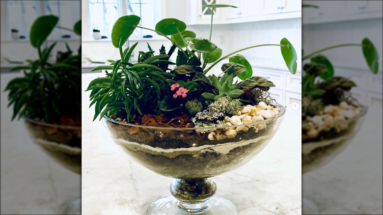 Small plants and rocks in candy dish