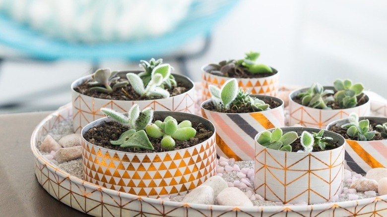 Mini succulent plants inside tea light holders of various sizes arranged on a gold chevron tray