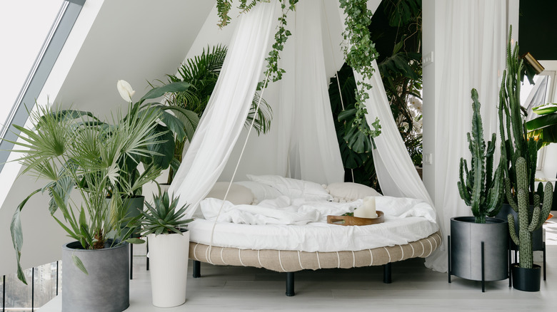 Rounded canopy bed