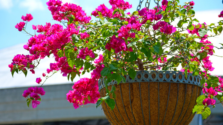 10 Drought-Resistant Flowers Perfect For Hanging Baskets