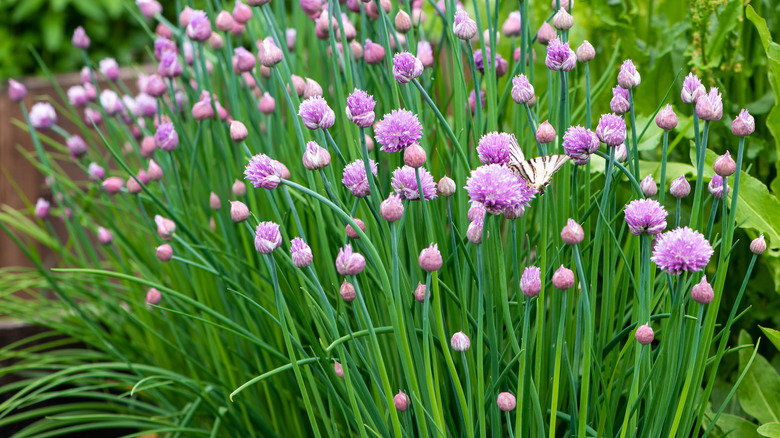 Flowering chive blossoms