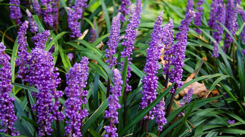 Purple lily turf flowers