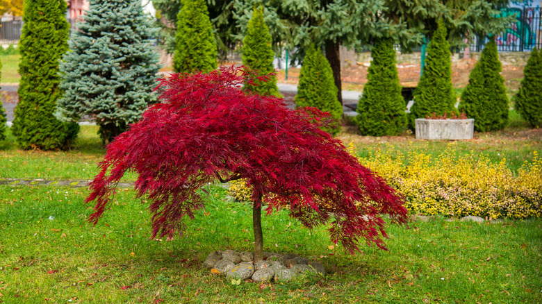 Dwarf maple tree