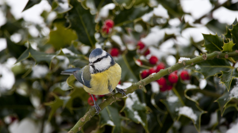 Bird in berry bush