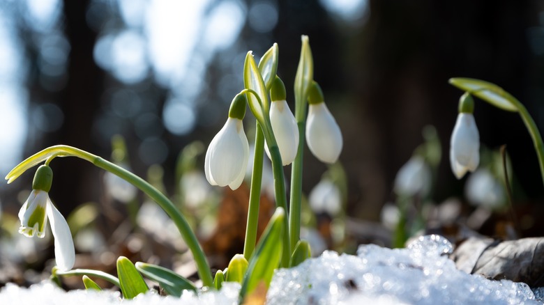 Snowdrops blooming in snow