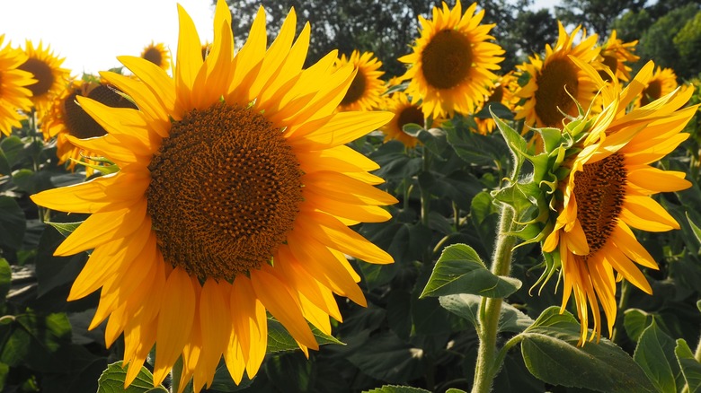 Blooming sunflowers