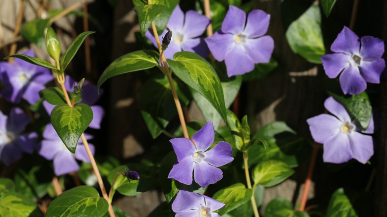 Delicate periwnikle flowers